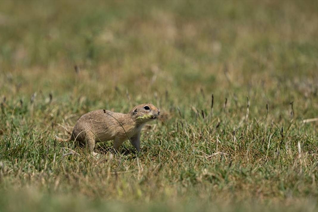 Toprağın verimliliğine katkı sağlayan gelengiler ortaya çıktı 9